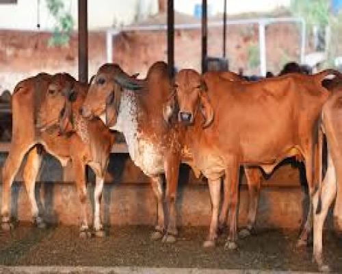 Bengal sharpens slaughter regulations with tighter certification and inspection rules